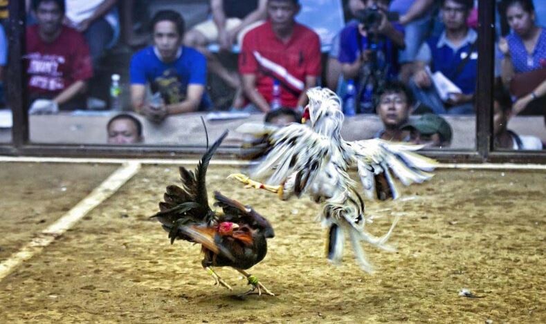 Giải thích khái niệm chấp tiền gà chọi là gì