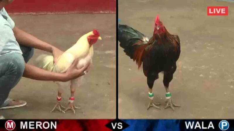 Điểm qua các kèo cược gà đá 67 đỉnh chóp tại nhà cái E2bet
