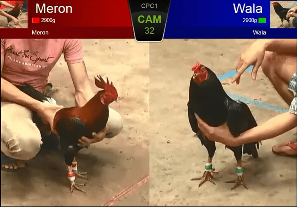 Đá gà tại E2bet có tỷ lệ cược đa dạng, giao diện thân thiện
