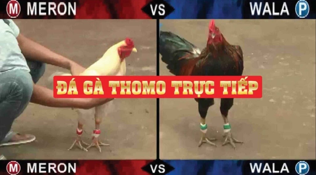 Đá gà Thomo trực tiếp diễn ra hàng ngày 