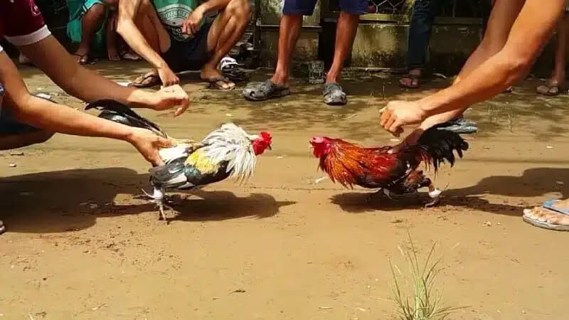 Trước khi bắt đầu trận đá gà chiến kê sẽ được phân định hạng cân rõ ràng