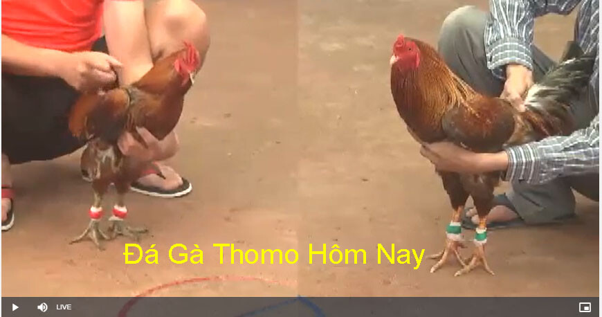 Xem đá gà Thomo trực tiếp hôm nay tại E2bet