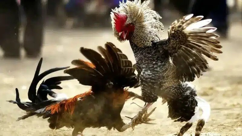 Trực tiếp đá gà cựa sắt khá hấp dẫn và kịch tính