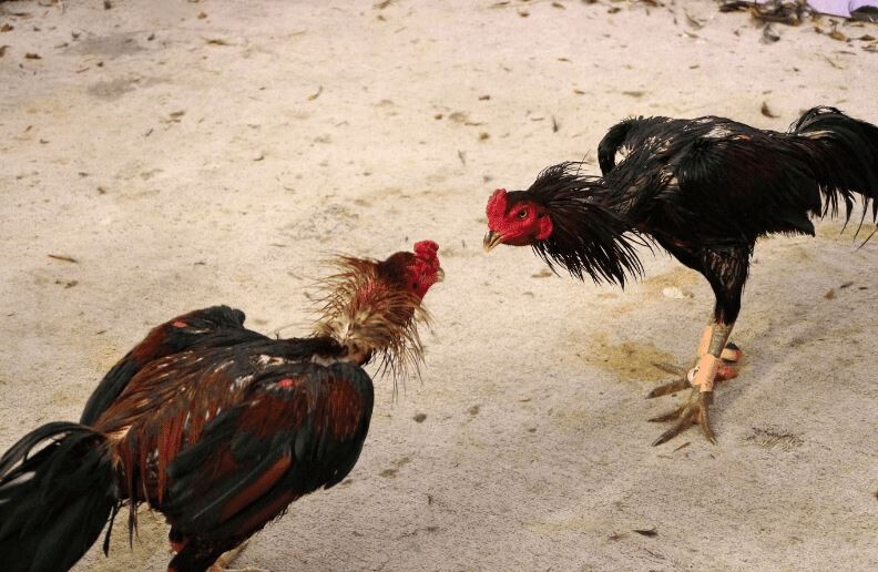 Quy định cơ bản về đá gà cho người mới