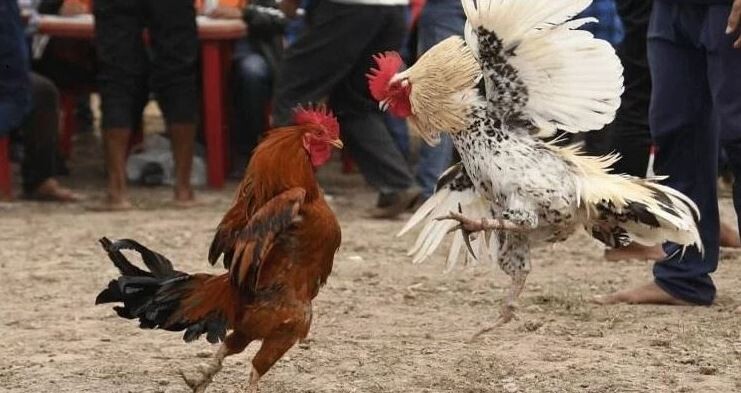 Các cửa cược đá gà phổ biến nhất
