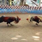 Tiết lộ luật cơ bản khi chơi đá gà bạn có thể tham khảo