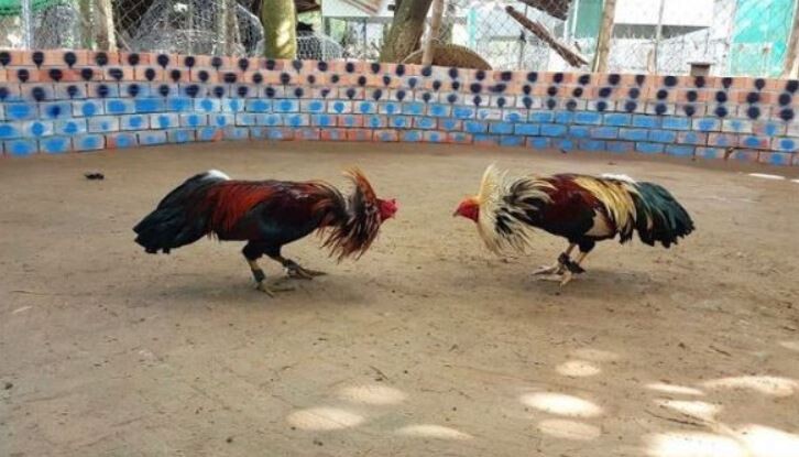 Luật phân thắng - bại khi chơi đá gà