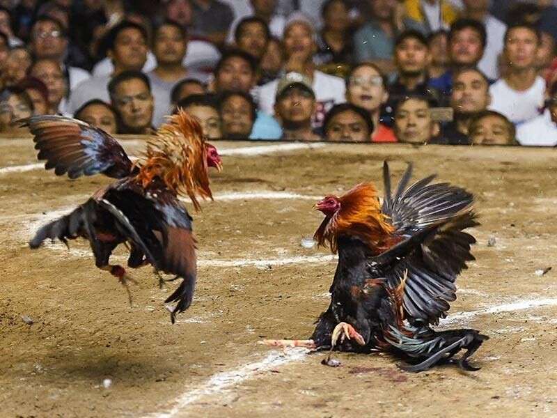 Theo luật đá gà miền Bắc chiến kê cùng hạng cân sẽ đối đầu với nhau 