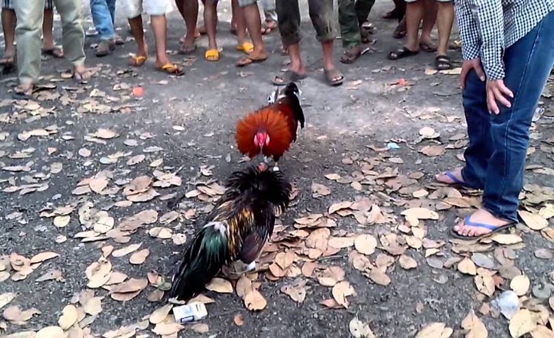 Những thành phần trong đá gà miền Nam