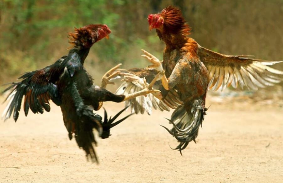 Quy tắc chọn gà chiến trong đá gà miền Nam